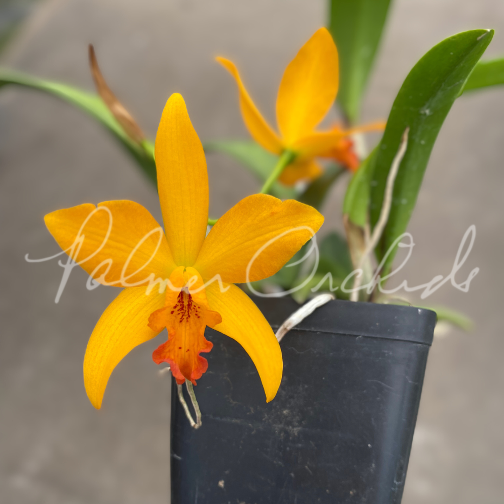 Rth. Volcano Prince — Palmer Orchids